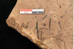 Foto (Detailsansicht) von Quercus palaeoilex Ettingshausen (NHMW-GEO-2024-0188-0977)